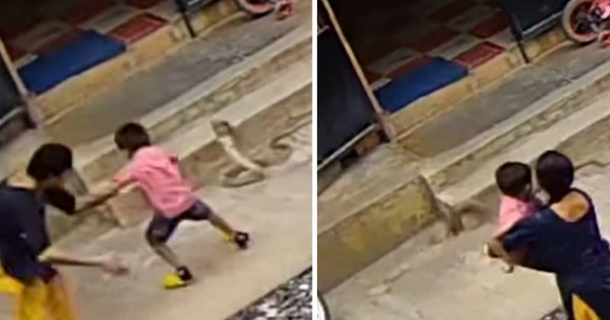 نجات کودک از حمله مار کبرا توسط مادرش+ فیلم